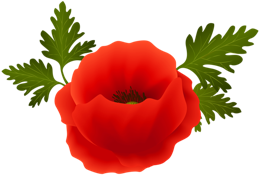 flowers & Poppy flower free transparent png image.