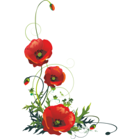 flowers & Poppy flower free transparent png image.