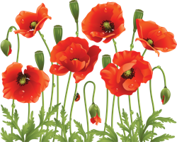 flowers & poppy flower free transparent png image.