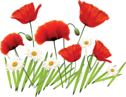 flowers & poppy flower free transparent png image.