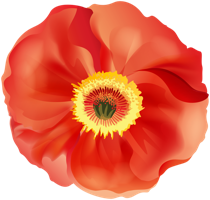 flowers & poppy flower free transparent png image.