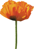 flowers & poppy flower free transparent png image.