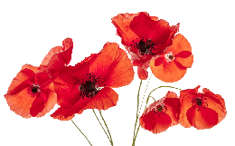 flowers & poppy flower free transparent png image.