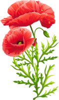 flowers & Poppy flower free transparent png image.