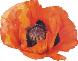 flowers & poppy flower free transparent png image.