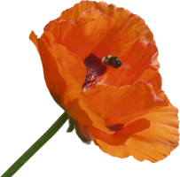 flowers & poppy flower free transparent png image.