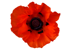 flowers & poppy flower free transparent png image.