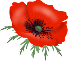 flowers & poppy flower free transparent png image.