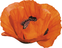 flowers & poppy flower free transparent png image.