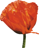 flowers & Poppy flower free transparent png image.