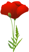 flowers & Poppy flower free transparent png image.