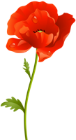 flowers & Poppy flower free transparent png image.