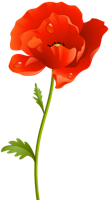 flowers & poppy flower free transparent png image.