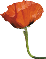 flowers & Poppy flower free transparent png image.