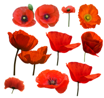 flowers & poppy flower free transparent png image.