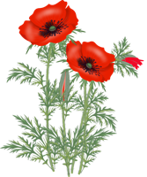 flowers & poppy flower free transparent png image.