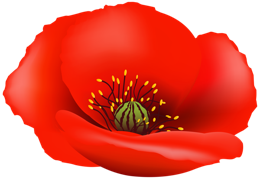 flowers & poppy flower free transparent png image.