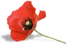 flowers & poppy flower free transparent png image.