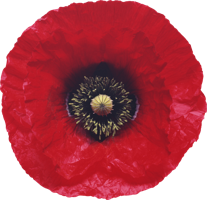 flowers & poppy flower free transparent png image.