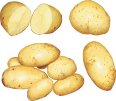 vegetables & Potato free transparent png image.