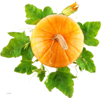 vegetables & pumpkin free transparent png image.