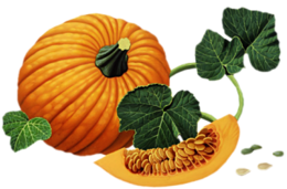 vegetables & pumpkin free transparent png image.