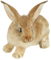 animals & rabbit free transparent png image.