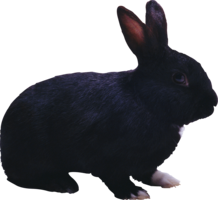 animals & rabbit free transparent png image.