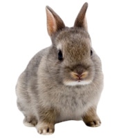 animals & Rabbit free transparent png image.