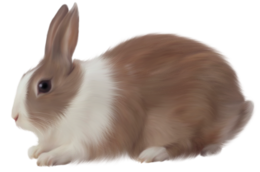 animals & rabbit free transparent png image.