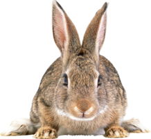 animals & rabbit free transparent png image.