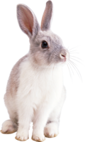 animals & rabbit free transparent png image.