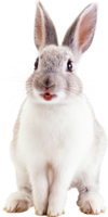 animals & Rabbit free transparent png image.