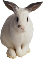 animals & Rabbit free transparent png image.