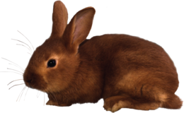 animals & rabbit free transparent png image.