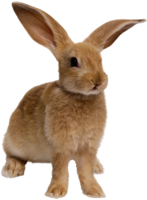 animals & Rabbit free transparent png image.