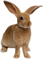 animals & rabbit free transparent png image.