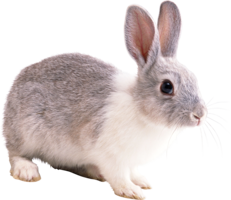 animals & Rabbit free transparent png image.