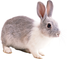 animals & rabbit free transparent png image.