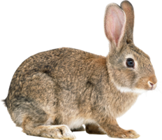 animals & rabbit free transparent png image.