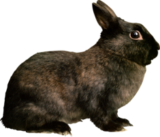 animals & Rabbit free transparent png image.