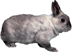 animals & Rabbit free transparent png image.