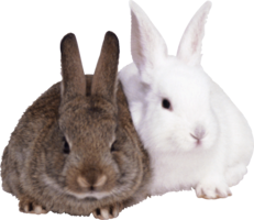 animals & Rabbit free transparent png image.