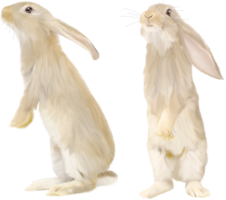 animals & rabbit free transparent png image.