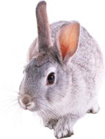 animals & rabbit free transparent png image.