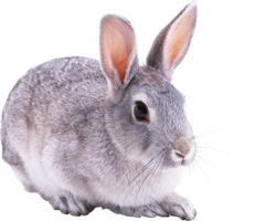 animals & rabbit free transparent png image.