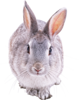 animals & rabbit free transparent png image.