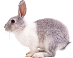 animals & rabbit free transparent png image.