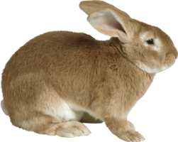 animals & Rabbit free transparent png image.