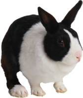 animals & Rabbit free transparent png image.